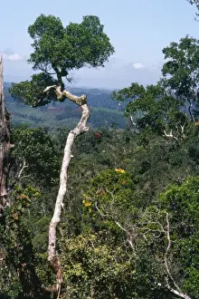 Madagascar Rainforest Prints: Rainforest Perinet Madagascar