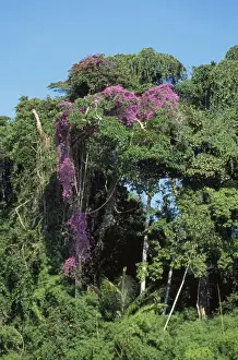 Tropical Rainforest Plants Prints: Rainforest - vine in bloom Amazon Basin, Manu National Park, Peru