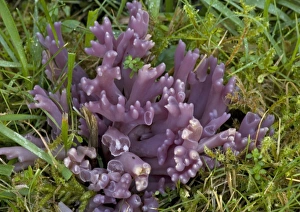 A rare club fungus, in old grassland. Violet A rare club fungus, in old grassland. Violet