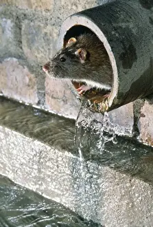 Rat Print - Brown Rat in Sewer Pipe