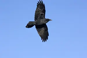 Personal Use Only Prints: Raven in flight