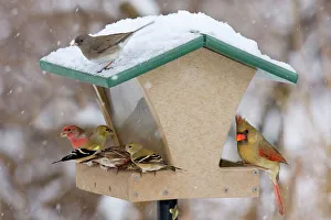 Recycled bird feeder - in winter with cardinal, house finch, junco and goldfinch Recycled bird feeder - in winter with cardinal, house finch, junco and goldfinch