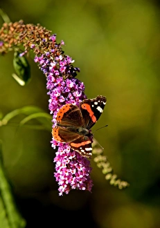 Red Admiral Butterfly on Lilac Red Admiral Butterfly on Lilac