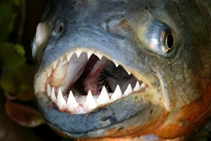 Red-bellied PIRANHA - close-up of head and teeth Red-bellied PIRANHA - close-up of head and teeth