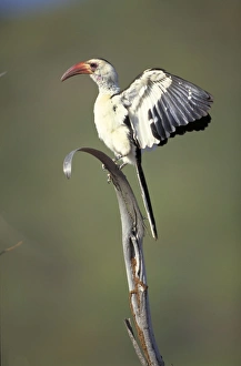Red-Billed Hornbill - Wing flapping Red-Billed Hornbill - Wing flapping