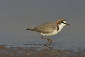 Red-capped Plover - A widespread plover closely related to the Kentish Plover Red-capped Plover - A widespread plover closely related to the Kentish Plover