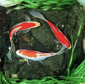 Red COMET GOLDFISH - 3, from above Red COMET GOLDFISH - 3, from above