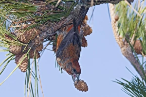 Red crossbill - male with a pine cone in winter Red crossbill - male with a pine cone in winter
