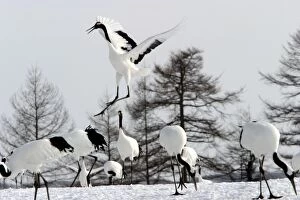 Images Dated 16th February 2004: Red-crowned Crane - displaying Hokkaido, Japan