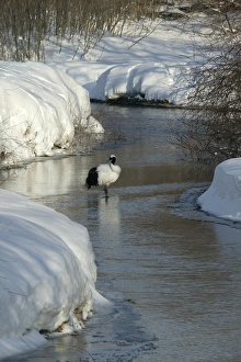 Red-Crowned Crane - standing in stream Red-Crowned Crane - standing in stream