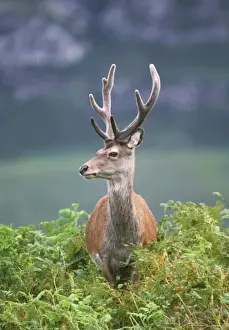 Red Deer Scotland Prints: Red Deer