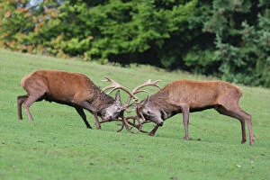 Images Dated 14th October 2009: Red Deer - bucks fighting in rut season - Germany