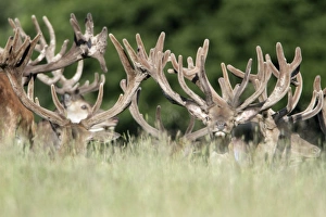Red Deer - herd of stags resting - showing velvet covered antlers Red Deer - herd of stags resting - showing velvet covered antlers