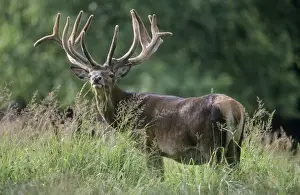 Large Format Animal Prints: Red Deer - standing in grass