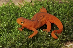Red Eft - Terrestrial Form of Red-Spotted Newt Red Eft - Terrestrial Form of Red-Spotted Newt
