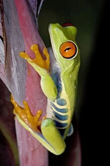 Amphbian Collection: Red-eyed Treefrog - Native to South America