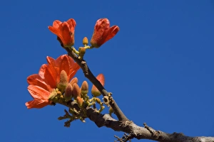 Red-flowered Kurrajong - brightly red blossoms growing on otherwise bare branches Red-flowered Kurrajong - brightly red blossoms growing on otherwise bare branches