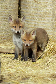 Red Fox - 2 cubs between straw bales in open barn Red Fox - 2 cubs between straw bales in open barn