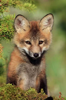 Images Dated 1st June 2009: Red Fox - 7 week old cub. Montana - USA