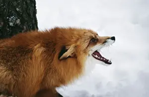 Red Fox - Calling in Snow Print (CK-4102)