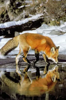 Red Fox - along edge of freezing lake, November Red Fox - along edge of freezing lake, November