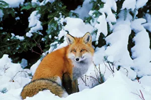 Red fox - sitting in snow. Winter Red fox - sitting in snow. Winter
