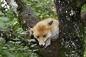 European Fox Species Prints: Red Fox in a tree