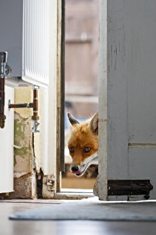 Red Fox - vixen entering house through back door Red Fox - vixen entering house through back door
