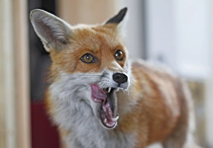 Red Fox - vixen entering room in house Red Fox - vixen entering room in house