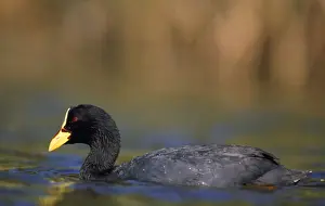 Red-gartered Coot Print, Argentine Pampa Landscape