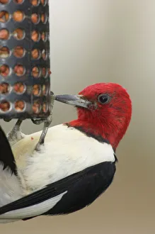 Red-headed Woodpecker - Eating seeds at a bird feeder Red-headed Woodpecker - Eating seeds at a bird feeder
