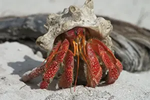 Crab Prints: Red Hermit Crab Emerging from its shell Print