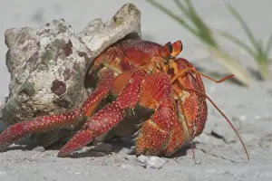 Red Hermit Crab Emerging from its shell Print