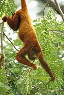 Wildlife Mammals Photos Prints: Red Howler Monkey