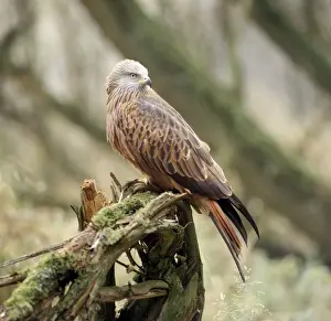 Milvus Milvus Species Prints: Red Kite