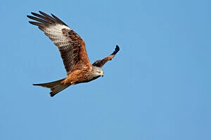 Wales Collection: Red Kite - adult in flight, Powys, Wales, UK