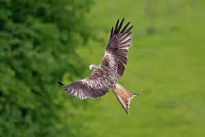 Prints of WAT-16194 Red Kite - in flight Milvus milvus M. Watson Please note that prints are for personal display purposes only and may not be reproduced in any way. Images Dated 25th June 2009: Red Kite Print - Milvus milvus in Flight