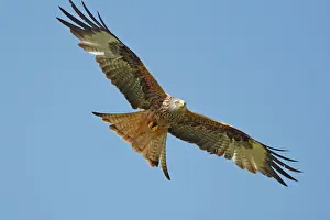 Red Kite in Flight Print - Milvus milvus WAT-16203