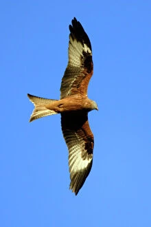 Underside Collection: Red Kite - In flight, soaring over nest territory in april. Lower Saxony, Germany