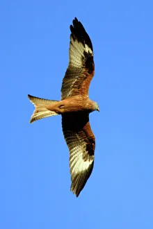 Red KITE - in flight, soaring over nest territory in april Red KITE - in flight, soaring over nest territory in april
