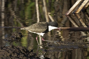 Red-kneed Dotterel - Note foot trembling to disturb prey Red-kneed Dotterel - Note foot trembling to disturb prey