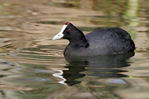 Red-knobbed Coot Red-knobbed Coot