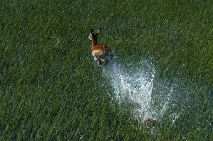 Red Lechwe - Aerial view of Red Lechwe Running in water Red Lechwe - Aerial view of Red Lechwe Running in water