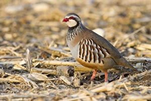 Red Legged Partridge - single adult standing in a field Red Legged Partridge - single adult standing in a field