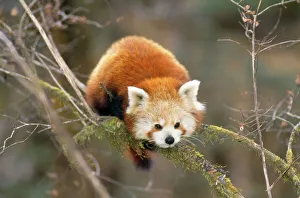 Red Panda / Lesser Panda / Red Cat-bear Red Panda / Lesser Panda / Red Cat-bear