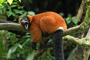 Red ruffed Lemur - resting on branch with mouth wide open Red ruffed Lemur - resting on branch with mouth wide open