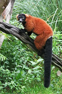 Red Ruffed Lemur - sitting on branch Red Ruffed Lemur - sitting on branch