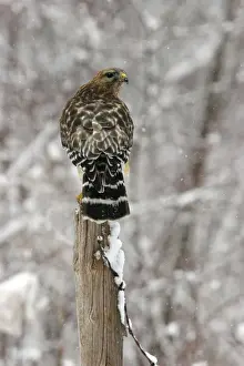 Jim Zipp Wildlife Photographer Prints: Red-shouldered Hawk