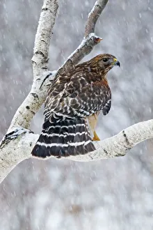 Red-shouldered Hawk - Adult bird in snowstorm Red-shouldered Hawk - Adult bird in snowstorm