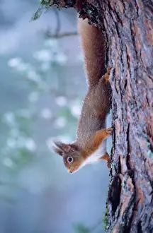 Prints of CK-3773 RED SQUIRREL - climbing down tree trunk Sciurus vulgaris Chris Knights Please note that prints are for personal display purposes only and may not be reproduced in any way. Sciuridae Prints: Red Squirrel Print - Climbing Down Tree Trunk